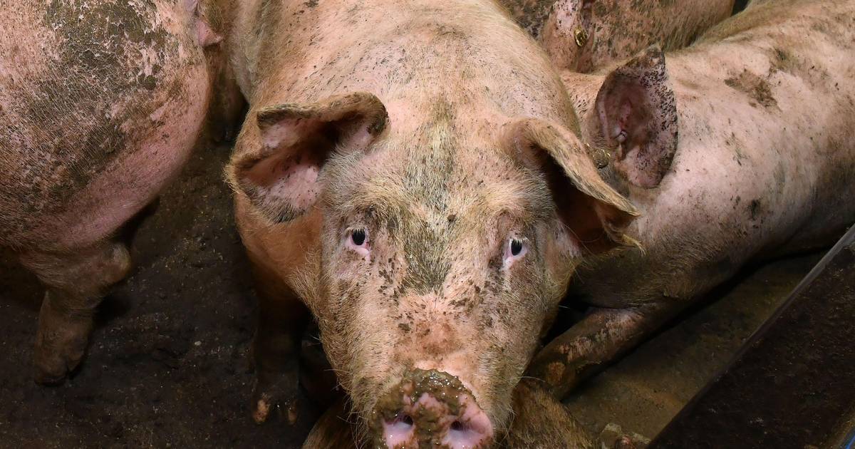 Komora apelira Širi se svinjska kuga pridržavajte se svih mjera 24sata