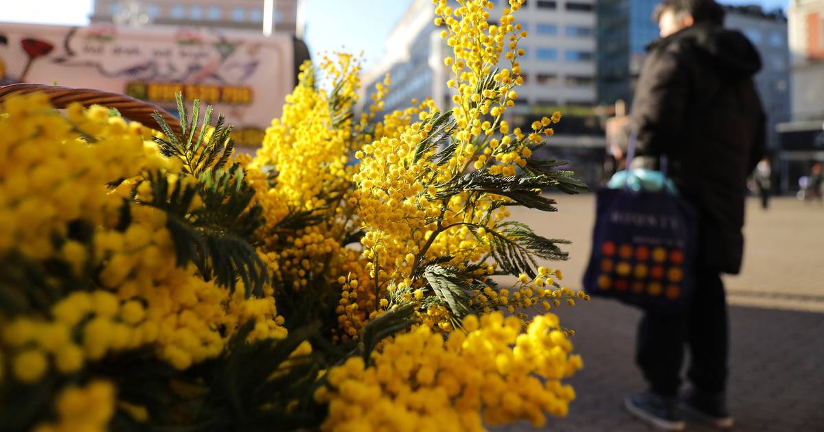 Foto Diljem Zemlje Obilje Ava Se Dan Mimoza Nacionalni Dan Borbe