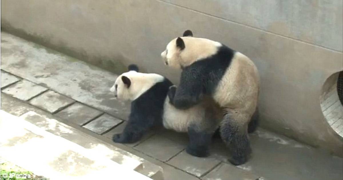 Panda Sex Movie