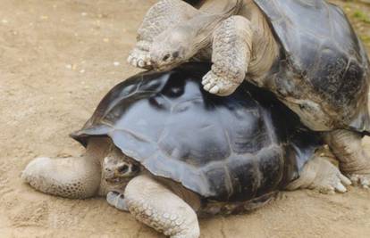 Nakon 115 zajedničkih godina divovske kornjače se 'razvode'