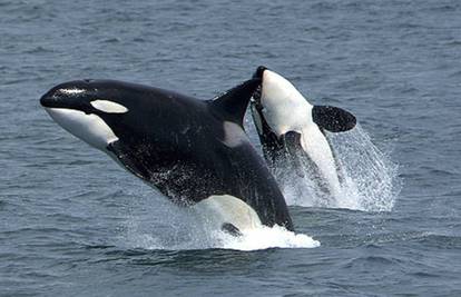 Orke: 'Kitovi ubojice' kojih se boje čak i opasni morski psi