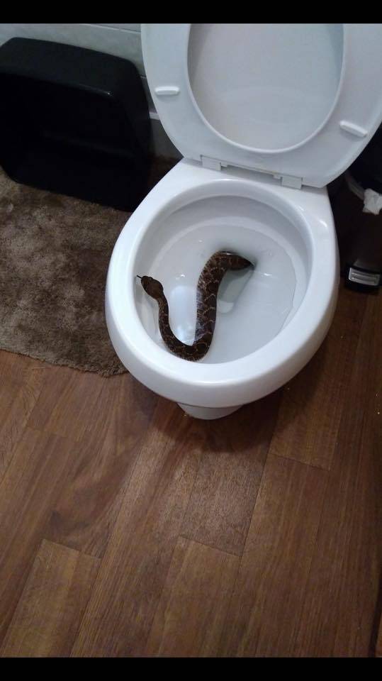 U WC-u su našli zmiju, ali to je bio tek početak crnih vijesti...