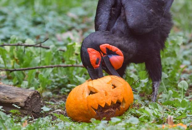Životinje u zagrebačkom ZOO-u dobile bundeve