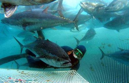 Mediteranskoj tuni opasno prijeti potpuno istrebljenje