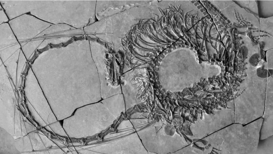 FOTO Znanstvenici u Kini otkrili cijeli fosil drevnog 'zmaja': Datira iz prve ere dinosaura