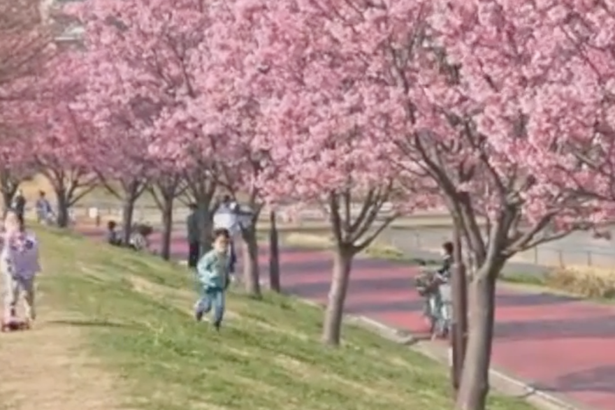 Cvjetanje trešnji u Japanu