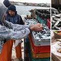 Zdrava je i jeftinija od svinjetine i trešanja: Srdele u ribarnicama nestanu već za nekoliko sati