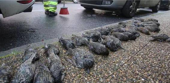 Španjolska: Pored bolnice palo je čak 200 mrtvih ptica, još ne znaju zbog čega su uginule
