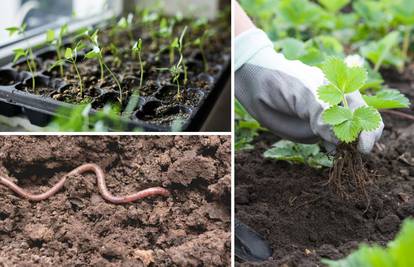 Savjeti kako do savršenog vrta: Od sadnje i važnosti glista u zemlji do suzbijanja korova