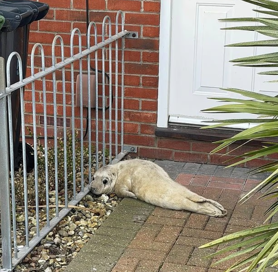 Poštar spasio preslatku bebu tuljana. Ležala je ispred vrata