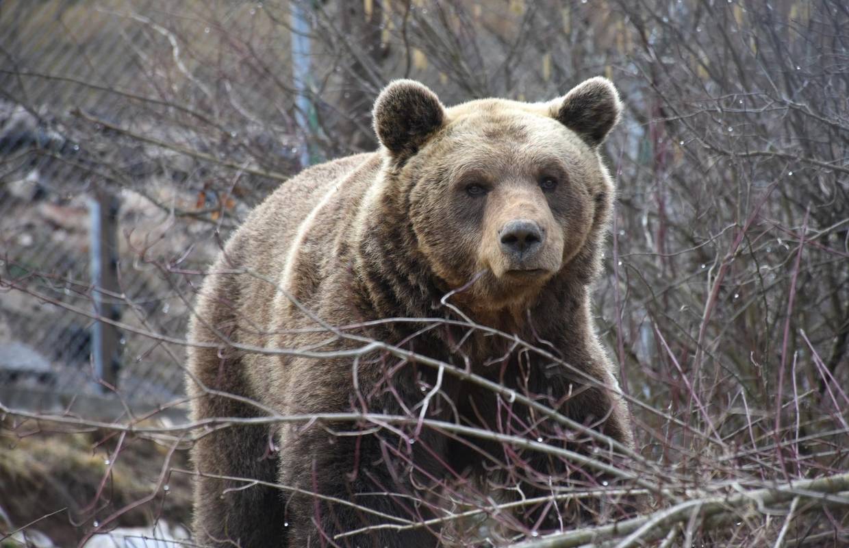 Prije godinu dana Matiju našli na cesti s 2 kg, a sad je velik