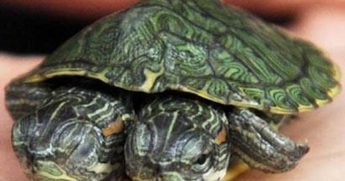 уши у красноухой черепахи. пневмония у красноухой черепахи. отит у красноухих черепах. среднее ухо черепах. отит у красноухой черепахи.