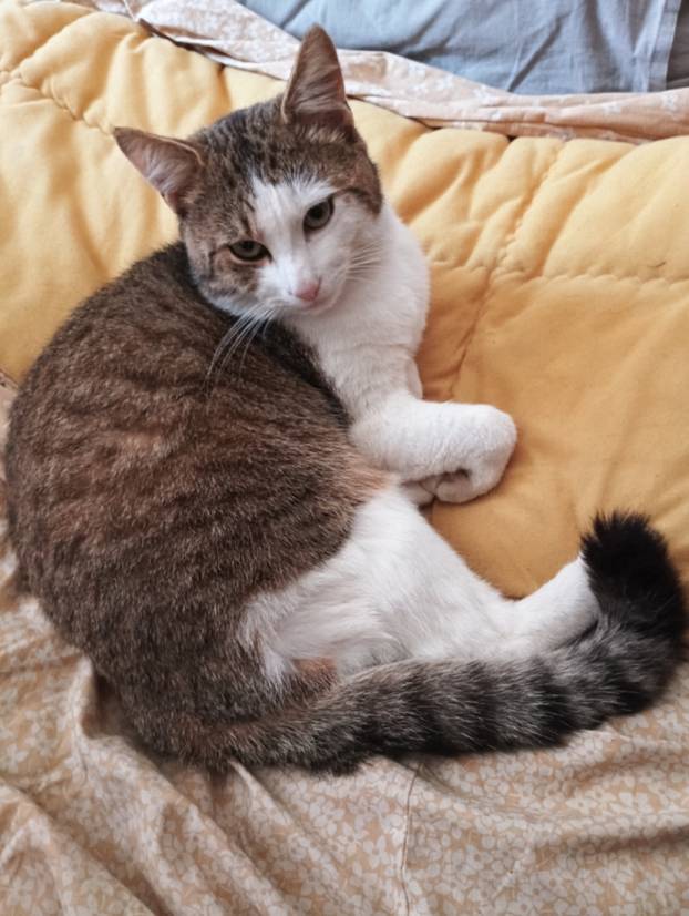 SUPER FOTKE vaših ljubimaca! Neki bi mogli biti viralni hit, ali svi su jednostavno neodoljivi