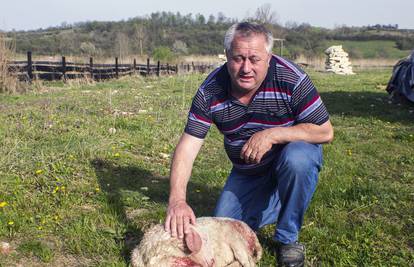 Velika šteta: Psi lutalice mu ušli u tor i zaklali 20 janjadi 