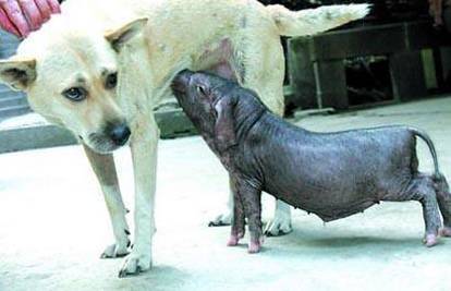 Kineska kujica posvojila tek rođeno crno svinjče