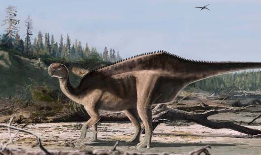 Otkrivena nova vrsta dinosaura s 'jedrom' du&zcaron; le&dstrok;a. Dobio ime po svjetski poznatoj jedrili&ccaron;arki