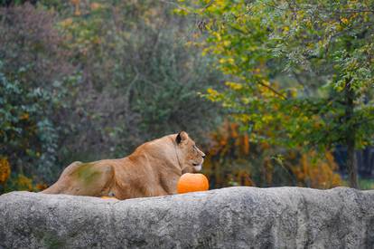 Životinje u zagrebačkom ZOO-u dobile bundeve