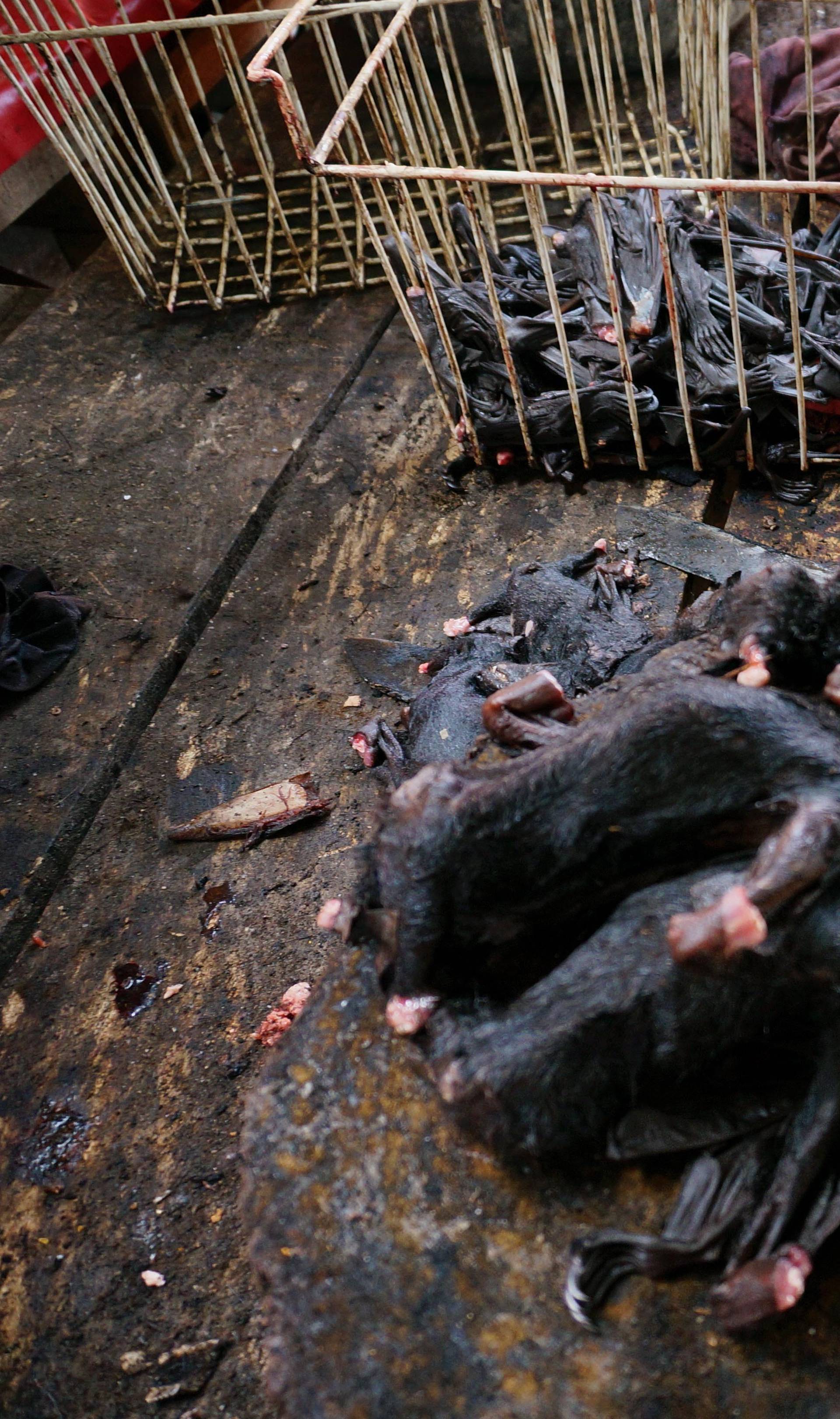 Endangered Animal Meat On Sale In Indonesia