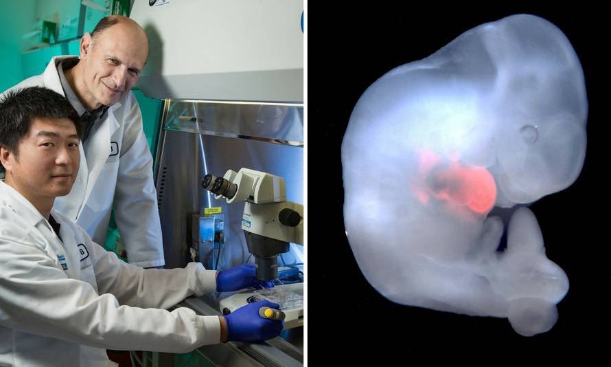 Stvorili čovjeka-svinju: U tom biću uzgajat će ljudske organe