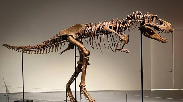 Gorgosaurus dinosaur skeleton to be auctioned by Sotheby's in New York