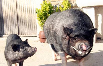 Istra: Meksička svinja i tartufar Jack ima 140 kg