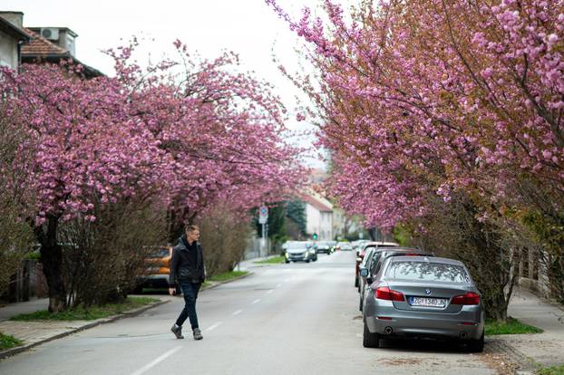 24sata Zagreb: Japanske trešnje u Ulici Bogoslava Šuleka
