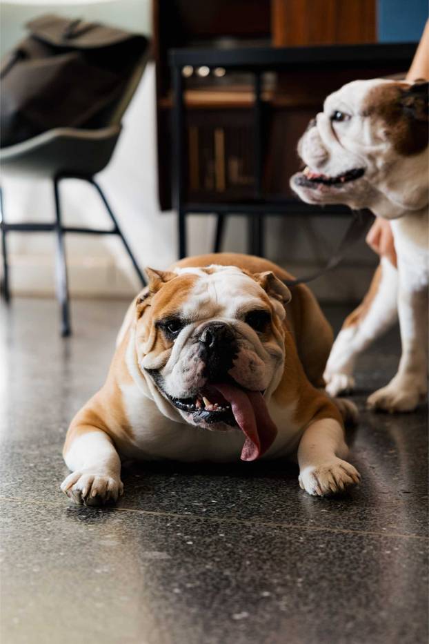 FOTO Ako vas ovi prizori danas ne raznježe, ništa neće: Psi i vlasnici uživali u Dogs' Caffeu