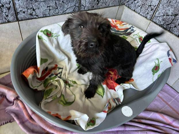 FOTO Ovo su oduzeti psi iz romskog naselja. U jednom danu spasili ih 37! Udomite ih