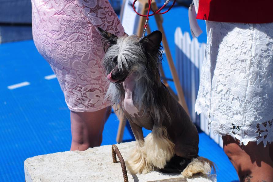 Pseći show: Američki golokoži u ringu s moskovskim čuvarom