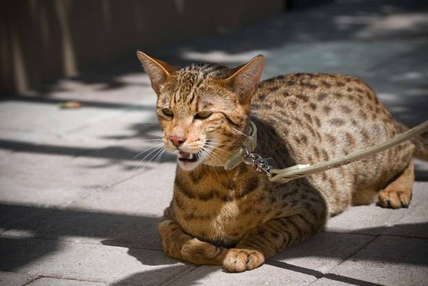 The $22,000 Ashera is the world's largest, rarest and most exotic domestic cat, Wilmington, Delaware, America - May 2007