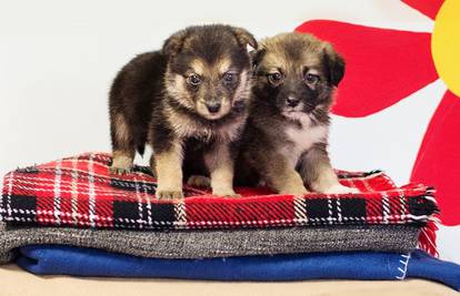 Da im ne bude zima: Sklonište Dumovec za psiće skuplja deke
