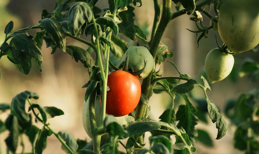 Ovo je najbolje povrće za čuvanje sjemena i evo kako ga skupiti za sljedeću godinu