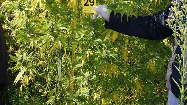 Kod Metkovića imali plantažu marihuane, stabljke 2,5 metra