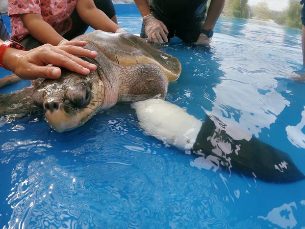 Female turtle named Goody tests out the first prosthetic flipper that will help other sea turtles injured from fishing gears to swim again, in Phuket