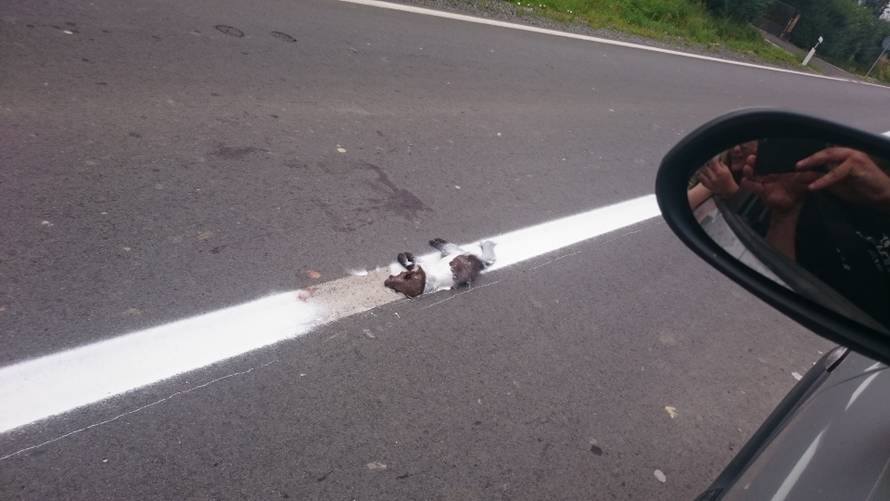 Kao u crtiću: Prešli preko kune valjkom pa postala dio prometa