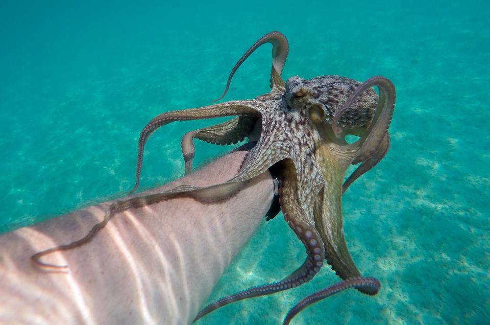 Hobotnica mu se zakačila za masku u moru kraj Šibenika