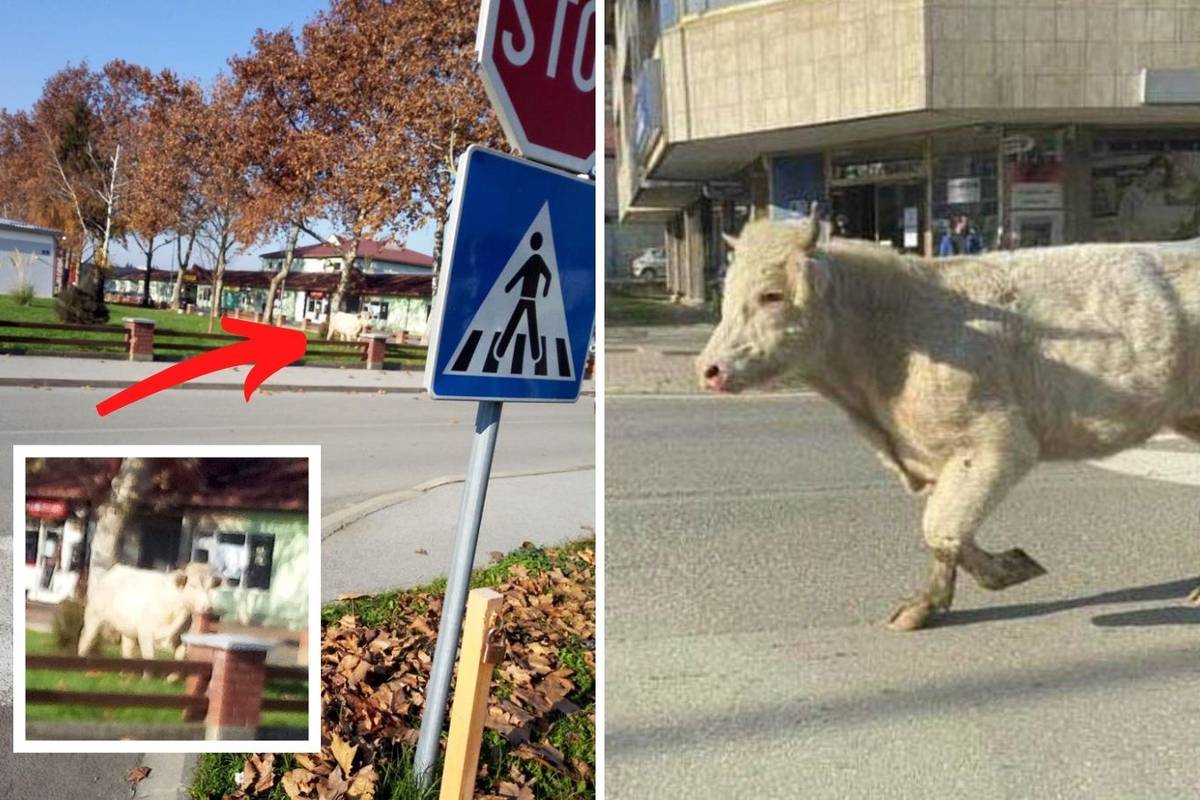 Odbjegli bik Joza opet u Slatini: Javite se policiji kad ga vidite!