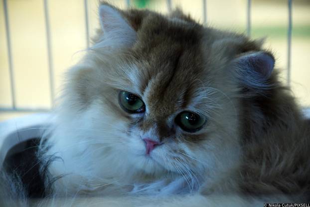 Otvorena revijalna izložba mačaka u Sisku 