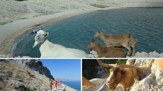 Lovci pred turistima na Pagu ubili šest koza: 'Koze su bile pitome, a oni su ih dali ubiti'