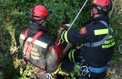 Vatrogasci su spasili ždrijebe iz jame duboke sedam metara