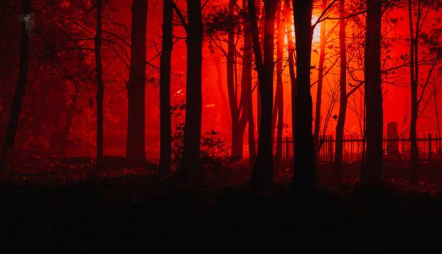 FOTO Djecu je prestravilo ono što su vidjela u šumi:  'Čudovište je bilo ogromno, bježali smo...'