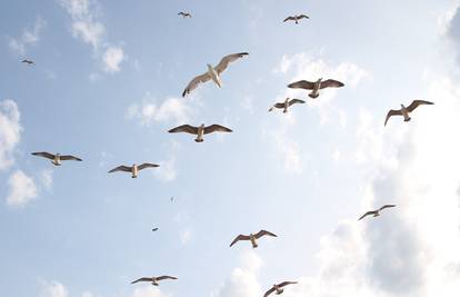 Praćenje ptica u zraku: Kako  to može pomoći i njima i nama?