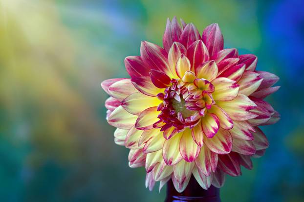 Beautiful pink, red  and yellow Dahlia flower closeup