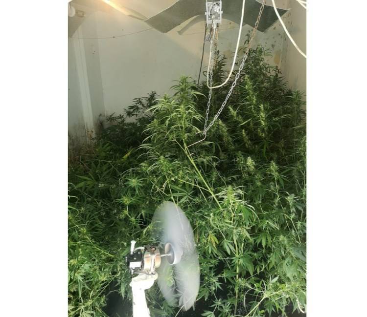 VIDEO Našli ilegalni laboratorij za uzgoj marihuane. Goričkom dileru zaplijenili 11.8 kila trave