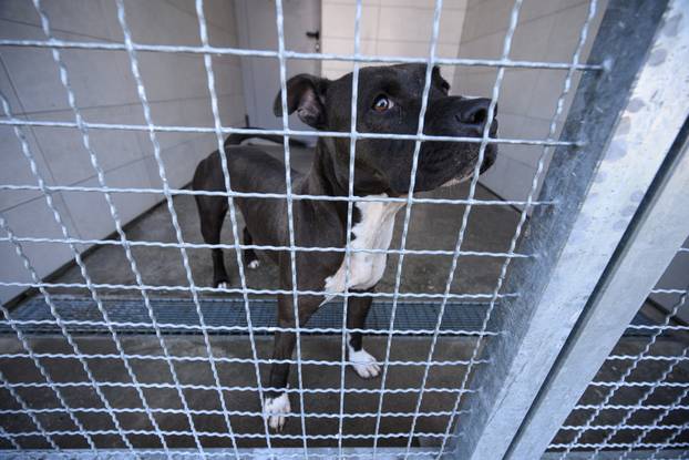 U skloništu Dumovec održan je prvi Dumovečki buvljak na kojem su građani mogli posjetiti sklonište te upoznati pse i mačke