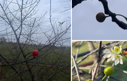 Nesvakidašnja pojava u Sisku: 'Drvo višnje je rodilo drugi put ove godine, imam crveni plod'