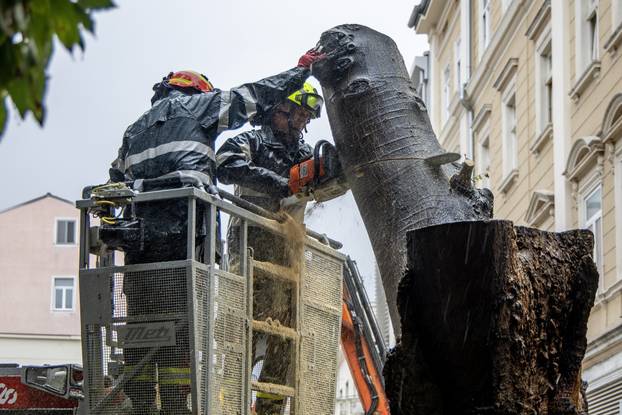 Pula: Srušeno napuklo stablo na Giardinima 