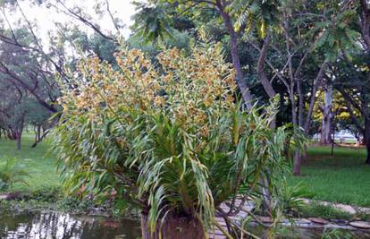 Stabljike najveće orhideje na svijetu dosežu i do tri metra 