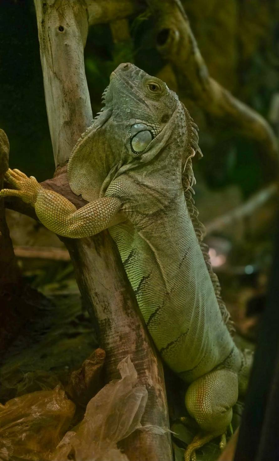 FOTO Svećenik Željko Lovrić: 'Društvo mi svaki dan prave Slavica i moj pas Dante..'