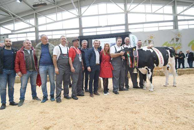Gudovac: Junica Anabela u vlasništvu Belja proglašena šampionkom sajma holstein pasmine